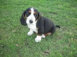 cucciolo di beagle tenerissimi intrigantissimi e buonissimi di 70 giorni sia maschi che femmina otti
