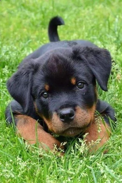     regalo rottweiler cuccioli (maschio e femmina)