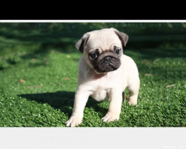 carlino cuccioli consegna a domicilio