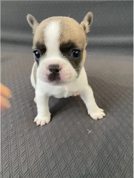  cuccioli di bulldog francese per l'adozione