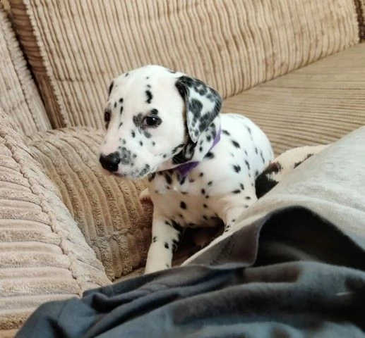 cuccioli dalmata