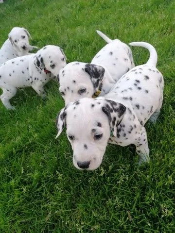 disponibili cuccioli di dalmata