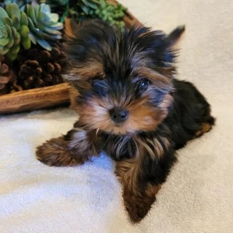  coccolosi cuccioli di yorkie!