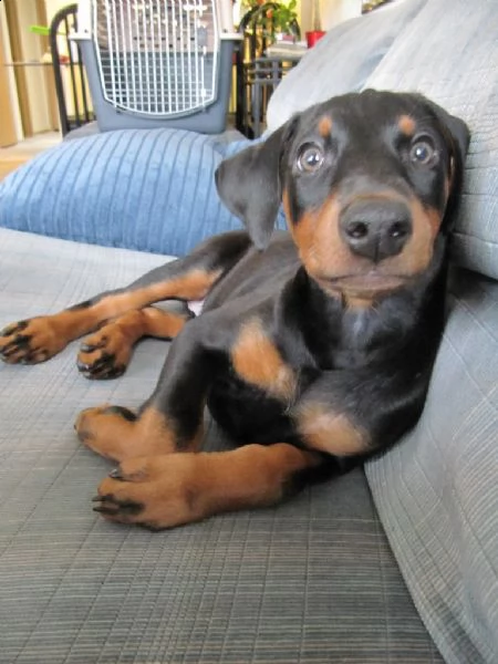 cucciolo di dobermann maschio e femmina 