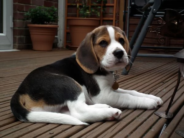 meravigliosa cucciolata di beagle | Foto 0