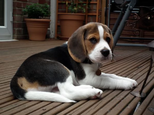 meravigliosa cucciolata di beagle