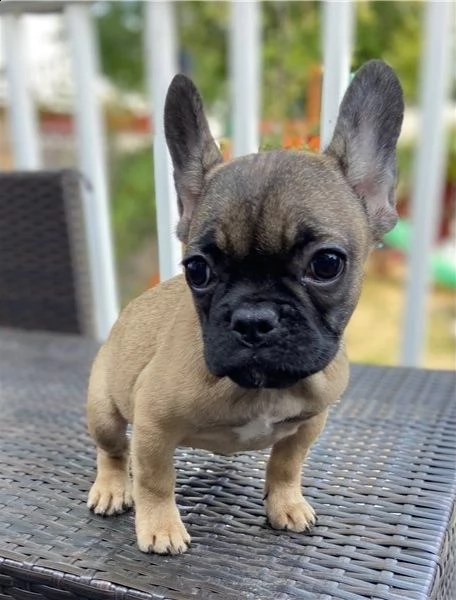  cuccioli di bulldog francese per l'adozione