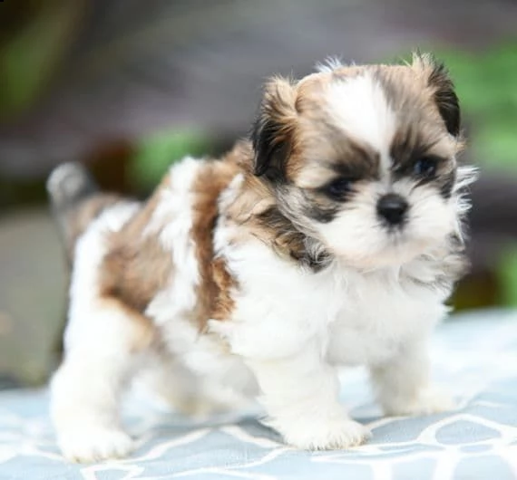 cucciolo di shih tzu femmina pronto ad andare. il cucciolo è stato ben socializzato in una famiglia 