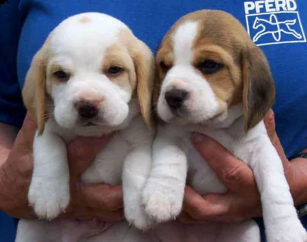 cuccioli beagle 