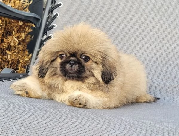 cuccioli di pechinese