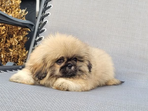 cuccioli di pechinese | Foto 1