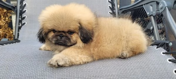 cuccioli di pechinese | Foto 0