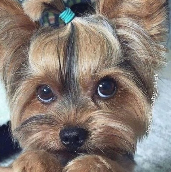adorabili cuccioli di yorkie