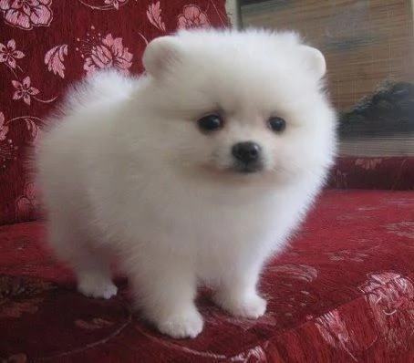 regalo pomeranian maschio e femmina | Foto 0