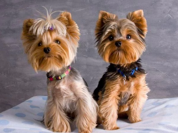  regalo abbiamo avere amorevole yorkie cuccioli per l'adozione