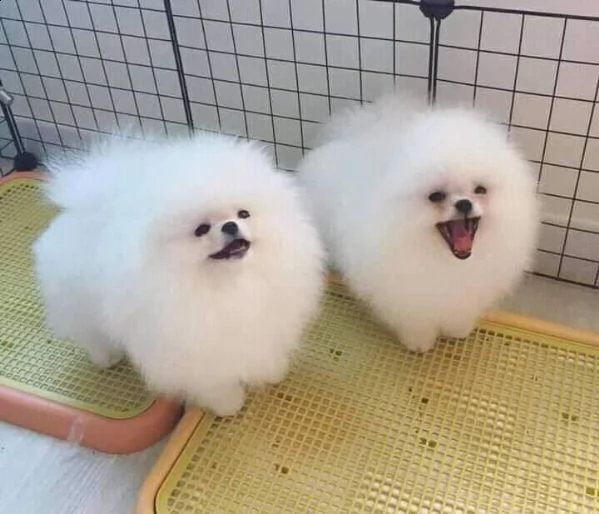 spitz pomerania dolcissimi