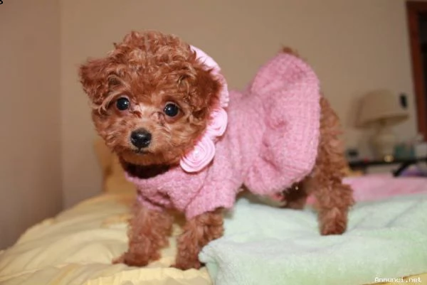 barboncini albicocca nani