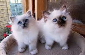 offro in regalo sacro birmani gattini con pedigree . cuccioli di  sacro birmani siamo urgentemente a
