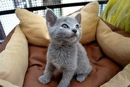 cuccioli  blu di russia adorabili cuccioli e carino maschi e femmine. i nostri cuccioli sono 3 mesi 