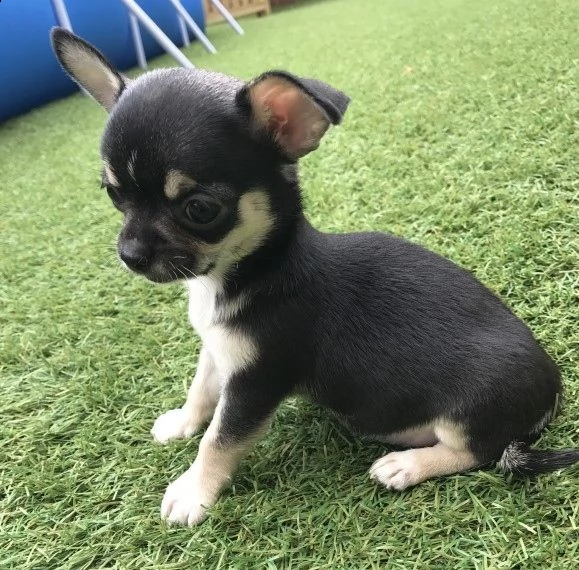  3 femminucce e 1 maschietto di chihuahua praga rosso cervo hanno 60gg svermati diverse volte e vacc
