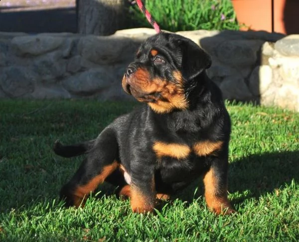  offro in regalo rotweiller cuccioli con pedigree . cuccioli di rotweiller siamo urgentemente alla r