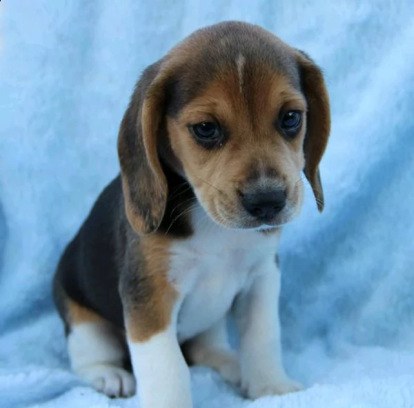 cuccioli di beagles due mesi vacinati