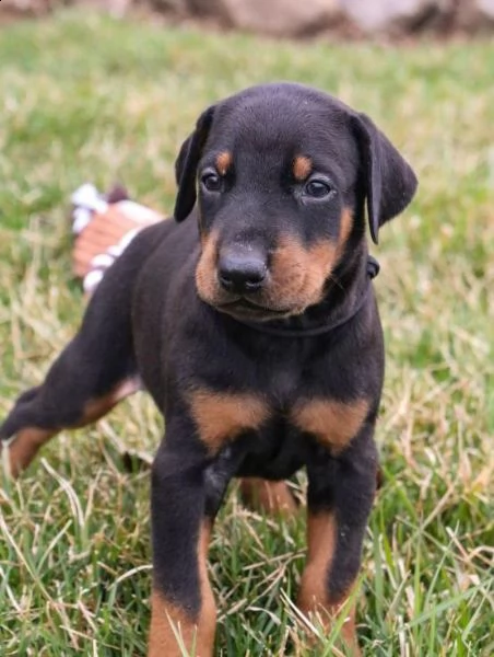 regalo cuccioli di dorberman  in pronta consegna provvisti di: • microchip, • due vaccini, • svermin