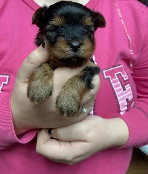 regalo cuccioli di yorkshire in pronta consegna provvisti di: • microchip, • due vaccini, • svermina
