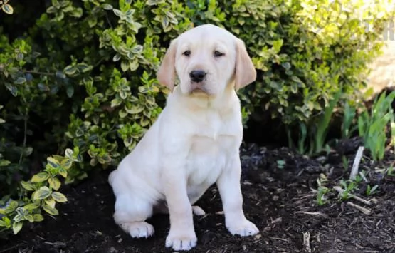 cuccioli di labrador con pedigree enci ultimi due cuccioli maschio e femmina, cresciuti in casa ed e