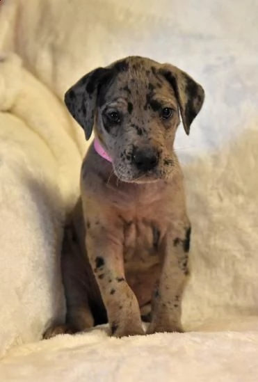 alano cuccioli introvabili cuccioli di alano intelligenti e dolcissimi attaccati al padrone cuccioli