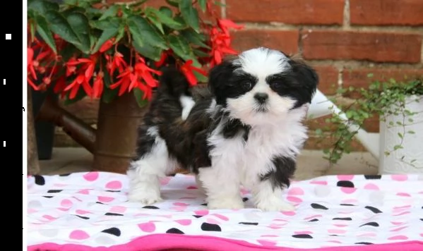 shih tzu cuccioli introvabili cuccioli di shih tzu intelligenti e dolcissimi attaccati al padrone cu