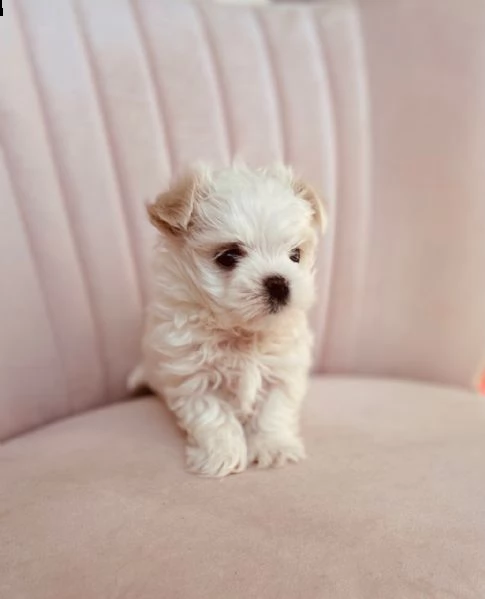 maltese cuccioli introvabili cuccioli di maltese intelligenti e dolcissimi attaccati al padrone cucc