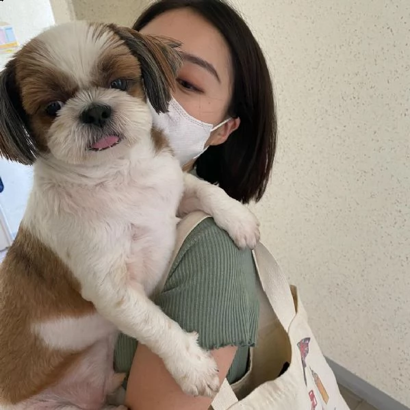adorabile cucciolo di shih tzu di per adozione