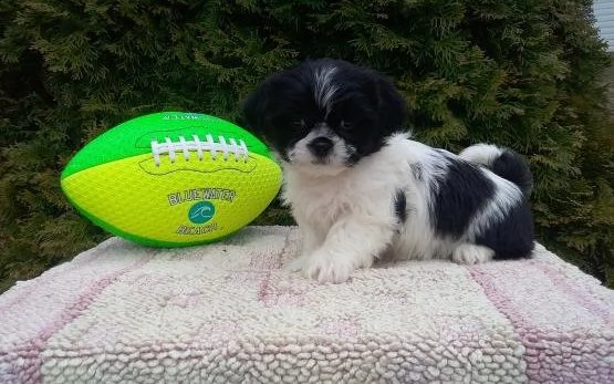 regalo cuccioli di shih tzu  in pronta consegna provvisti di: • microchip, • due vaccini, • svermina