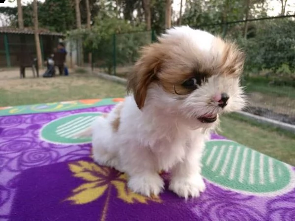 cuccioli di shitzu toy 
