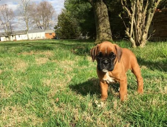 regalo cuccioli di boxer in pronta consegna provvisti di: • microchip, • due vaccini, • sverminazion