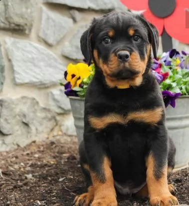 regalo cuccioli di rottweiler disponiamo di una cucciolata di rottweiler ,con microchip,2 vaccini,2 