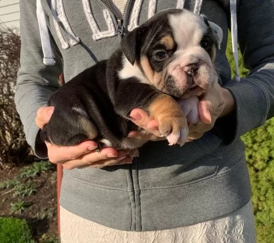 bulldog inglese cuccioli disponibili fin da subito splendidi cuccioli di bulldog inglese nati e cres