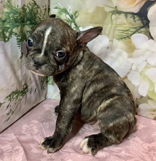 regalo cuccioli di bulldog frances