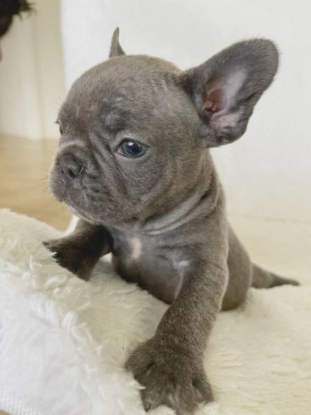 regalo bulldog frances meravigliosi
