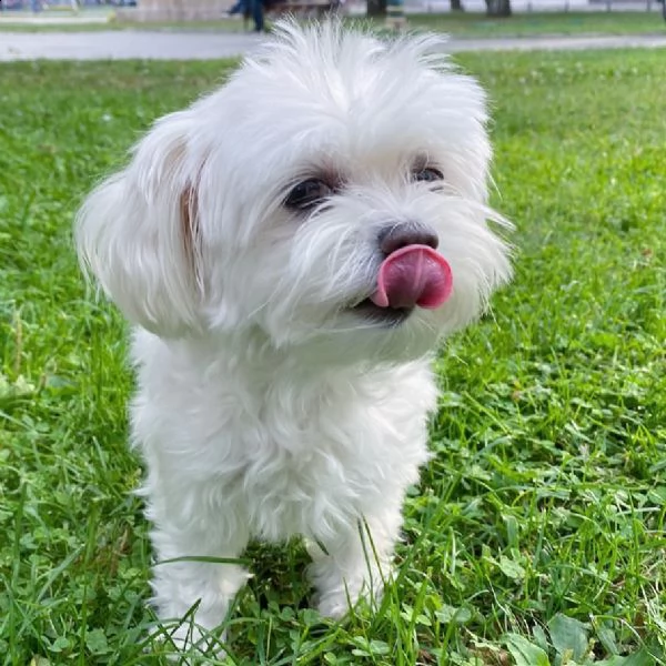 maltese cuccioli
