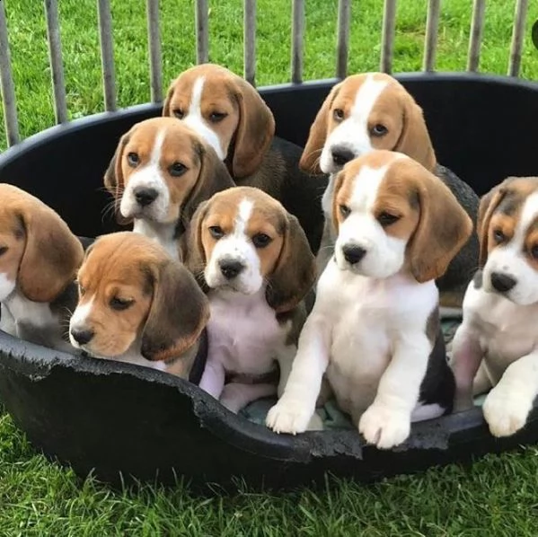 cuccioli di beagles due mesi vacinati