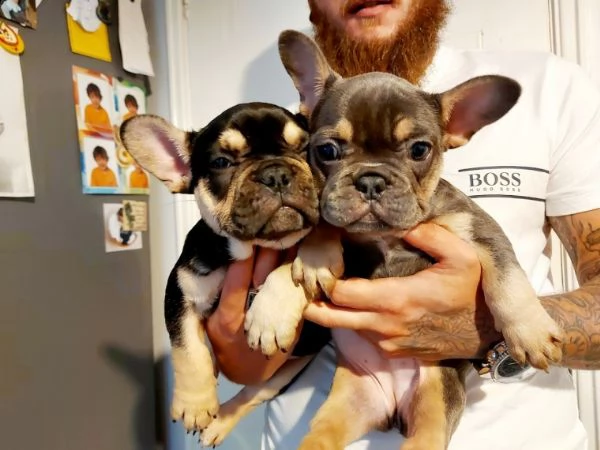 cuccioli bouledogue francese taglia piccola di tre mesi 