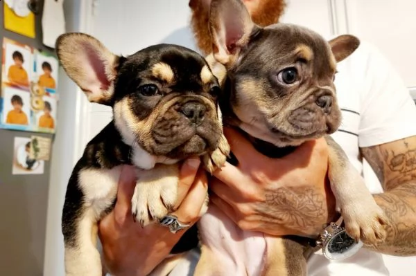 cuccioli bouledogue francese taglia piccola di tre mesi  | Foto 2