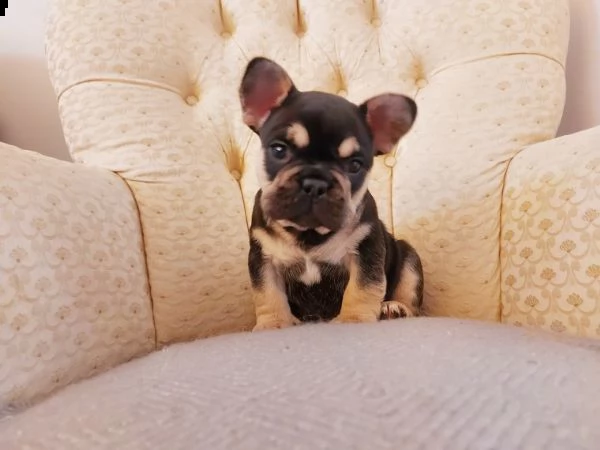 cuccioli bouledogue francese taglia piccola di tre mesi  | Foto 1