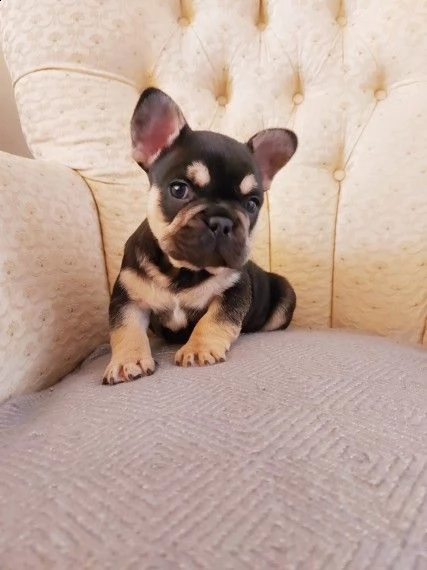 cuccioli bouledogue francese taglia piccola di tre mesi  | Foto 0