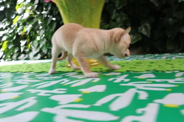 bellissimi cuccioli di chihuahua | Foto 2