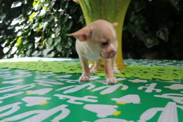 bellissimi cuccioli di chihuahua | Foto 0