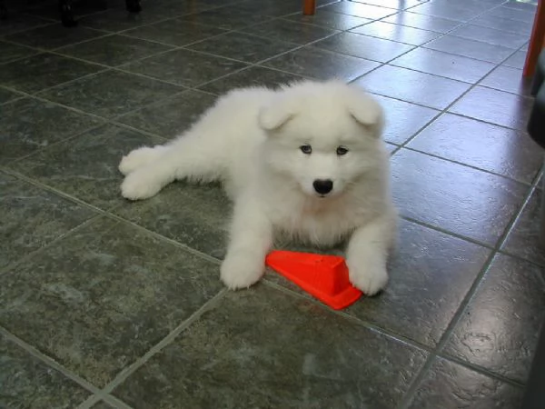 splendidi cuccioli di samoiedo | Foto 0