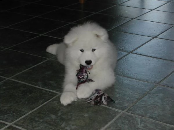 splendidi cuccioli di samoiedo